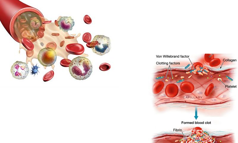 خون شناسی پزشکی