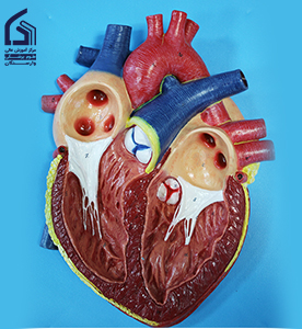 مولاژ حفره‌های قلب