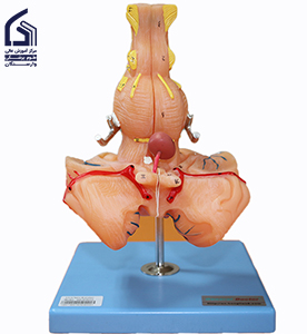 مولاژ ساقه مغز و بصل‌النخاع